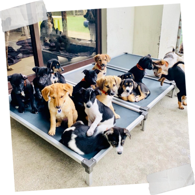 Kuranda Beds for Adopt a Doggie 1