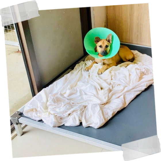 Kuranda Beds for Adopt a Doggie 4