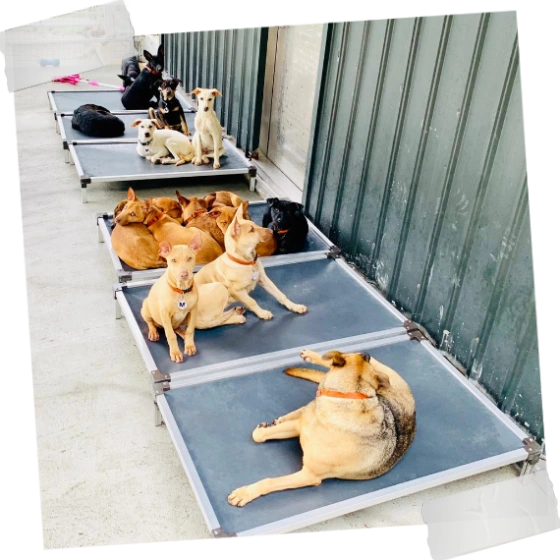 Kuranda Beds for Adopt a Doggie 2