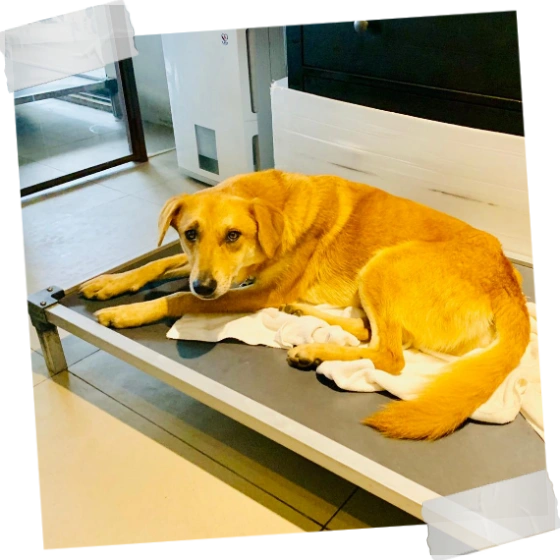 Kuranda Beds for Adopt a Doggie 3